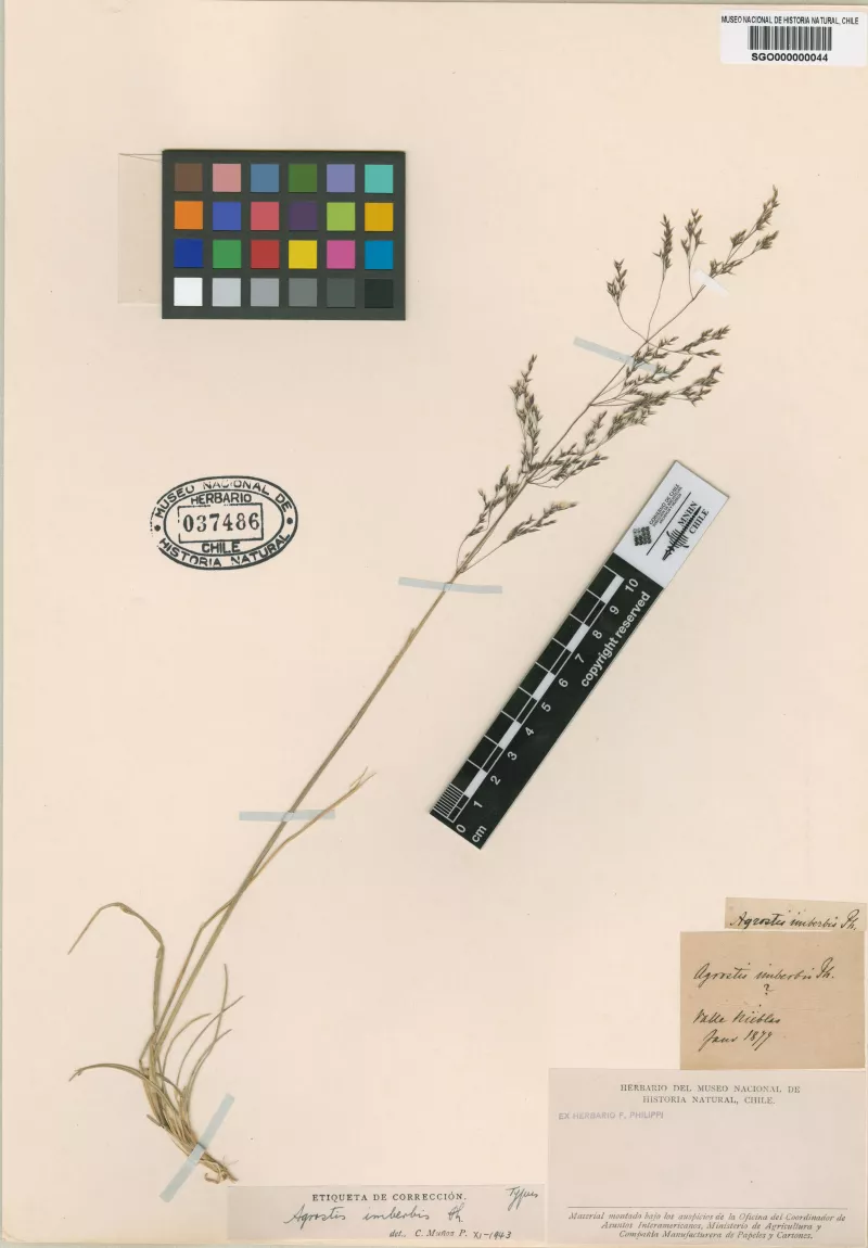 Agrostis imberbis Phil. 