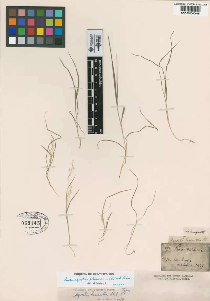 Agrostis lasiantha Phil.