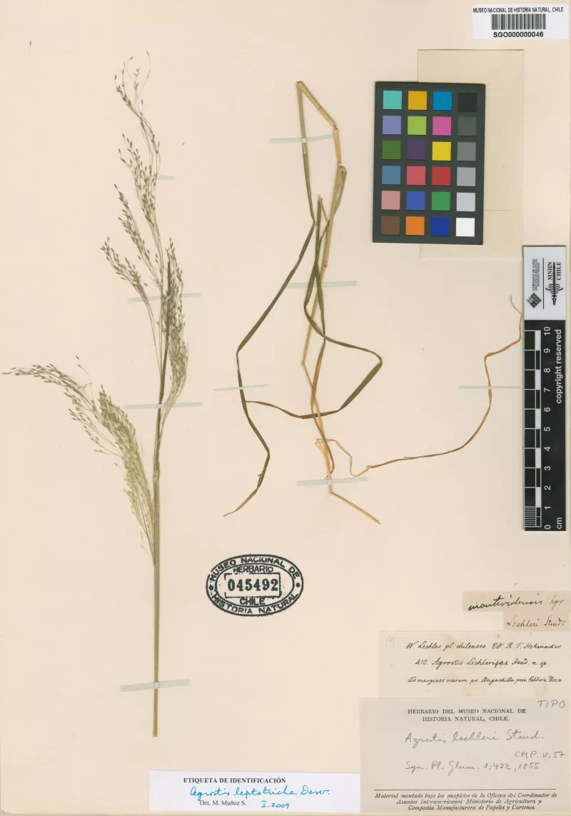 Agrostis lechleri Steud. 