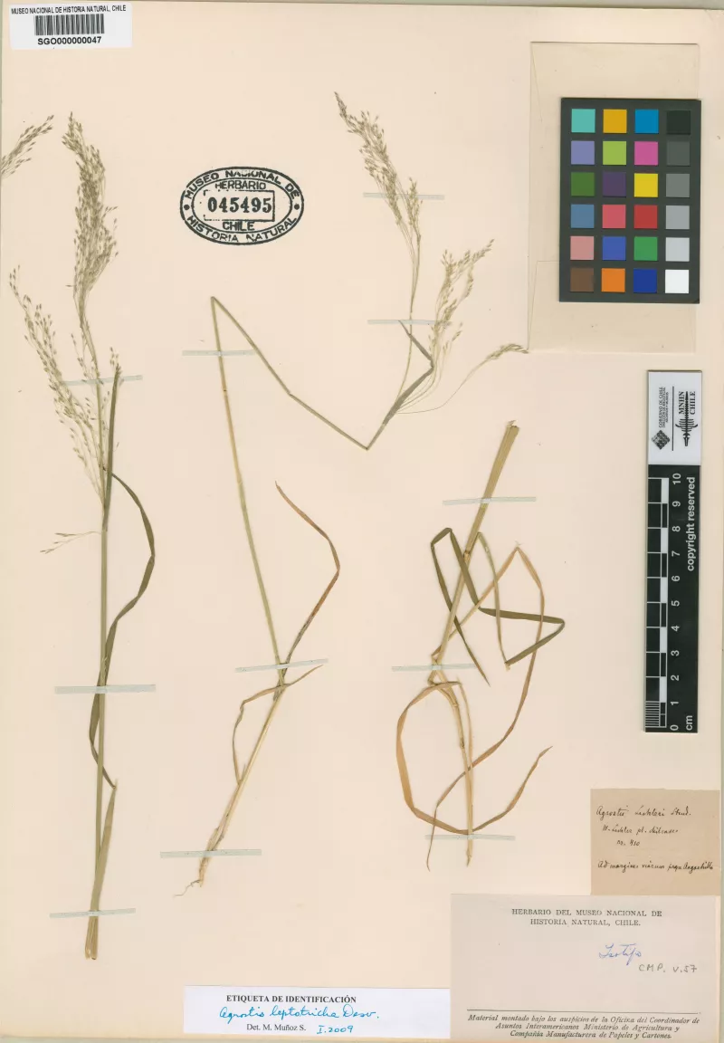 Agrostis lechleri Steud.