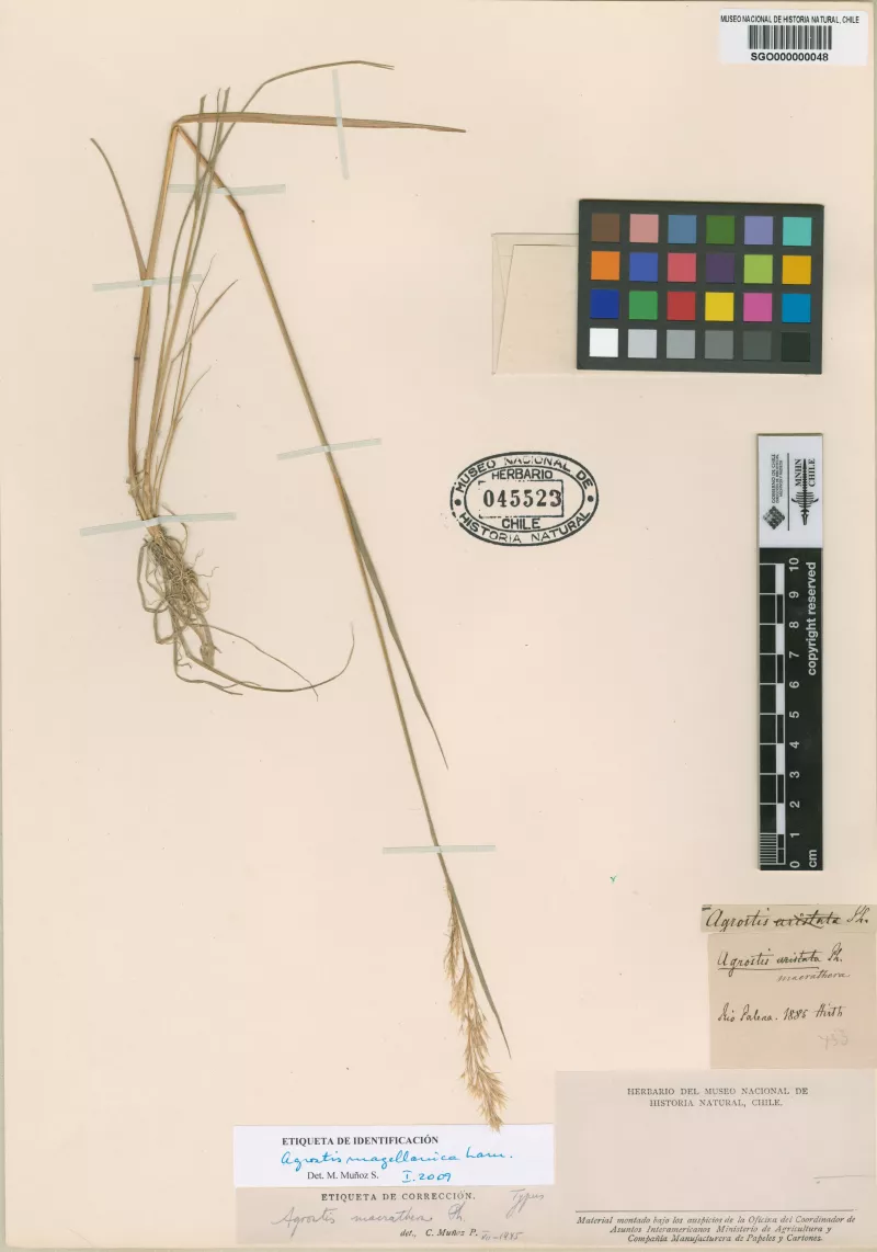 Agrostis macrathera Phil.