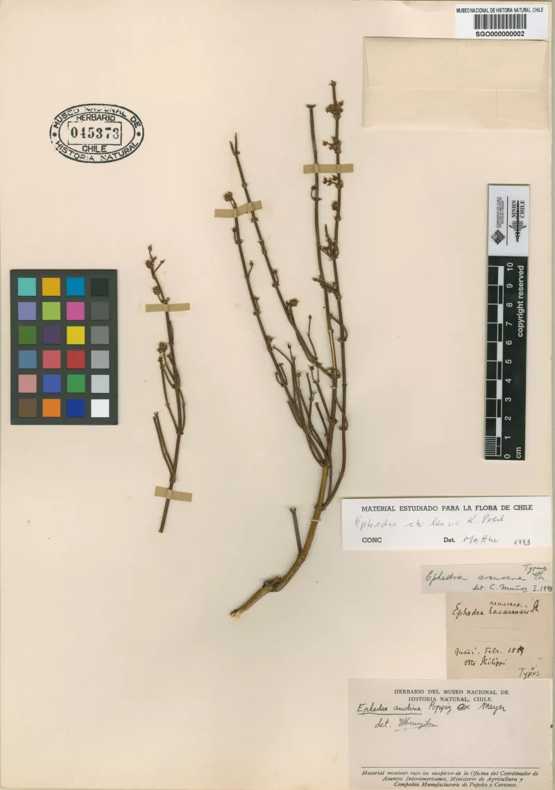 Ephedra araucana Phil.