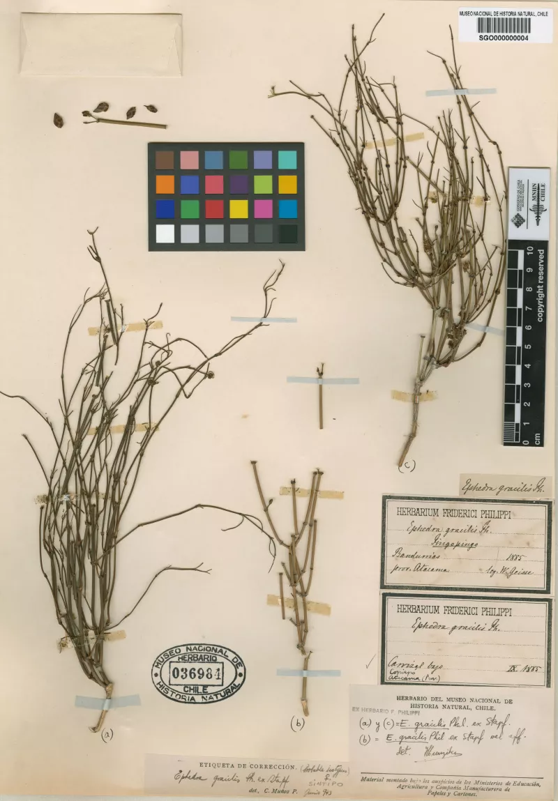 Ephedra gracilis Phil.