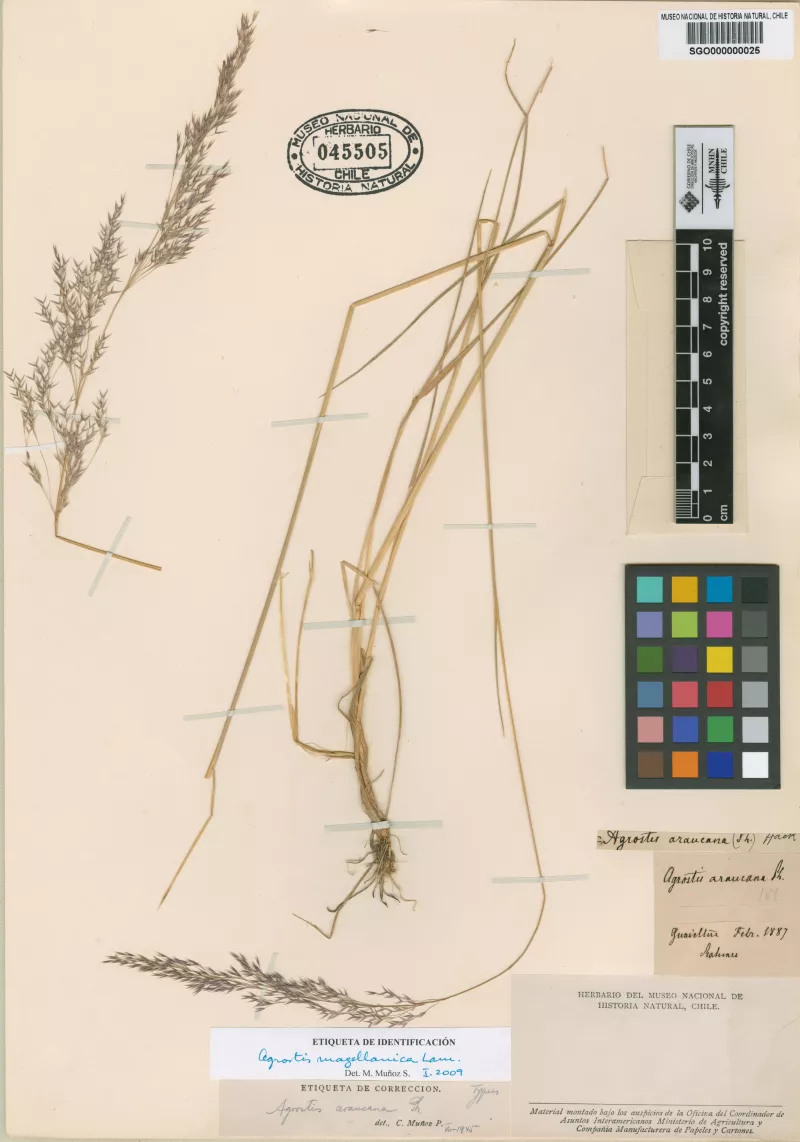 Agrostis araucana Phil.