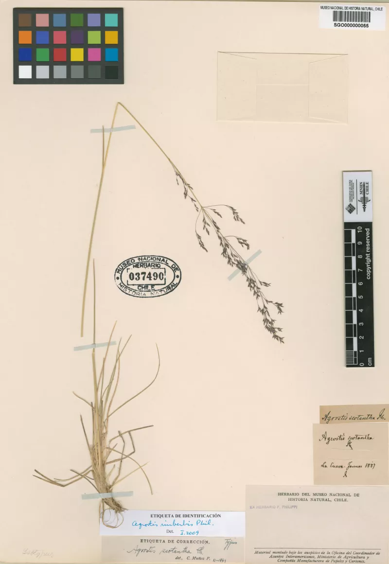 Agrostis scotantha Phil.
