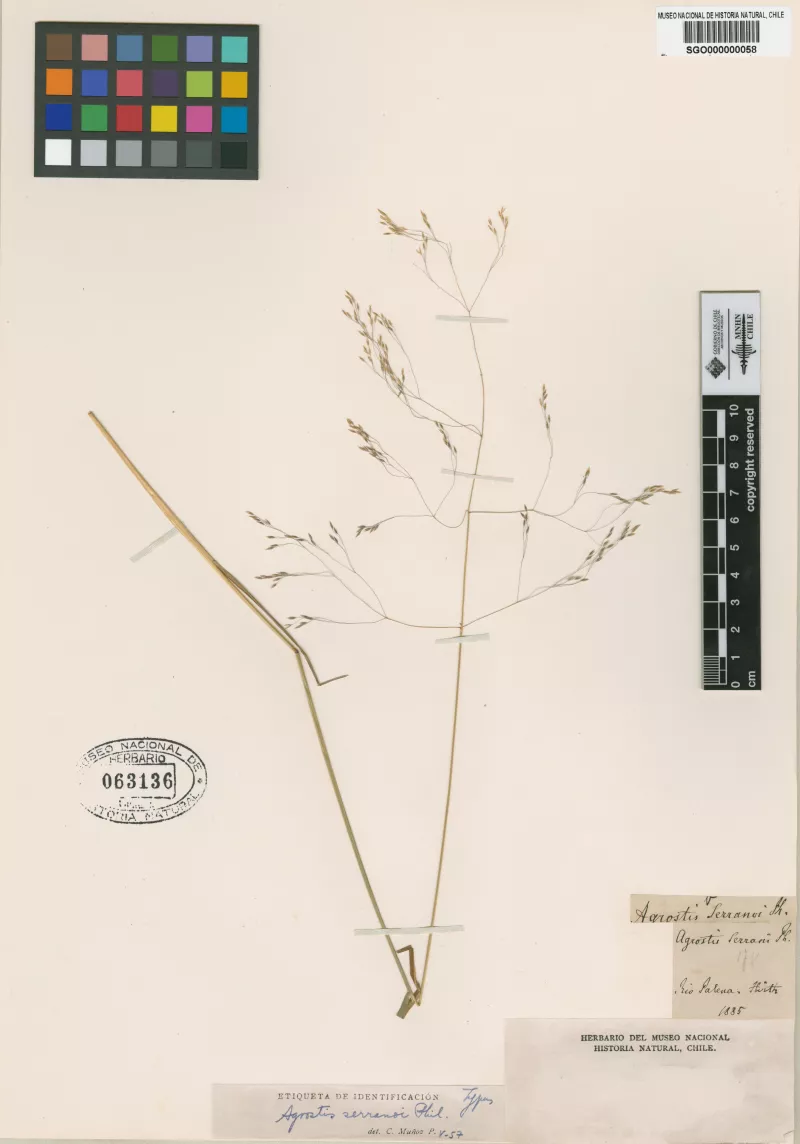 Agrostis serranoi Phil.