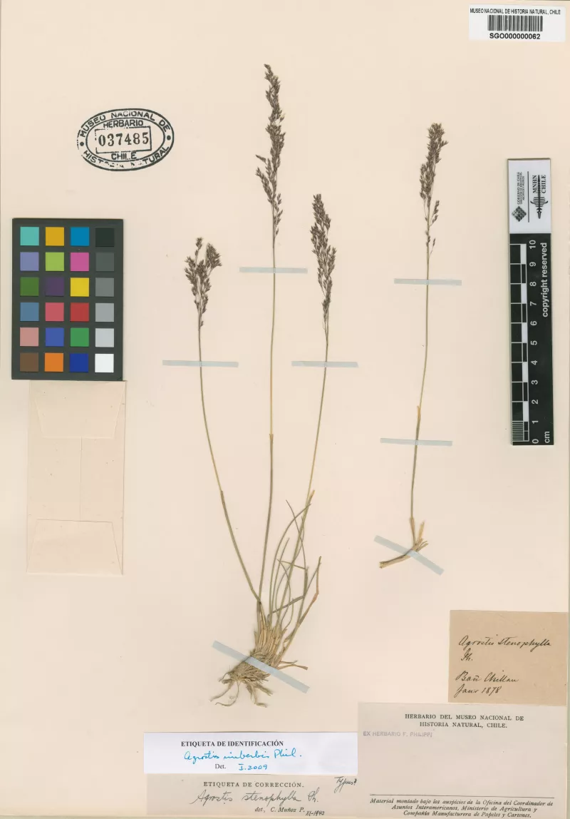 Agrostis stenophylla Phil.
