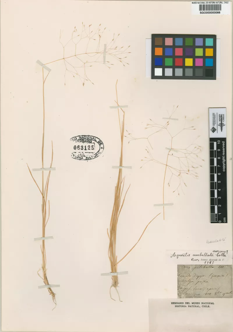 Agrostis umbellata Colla