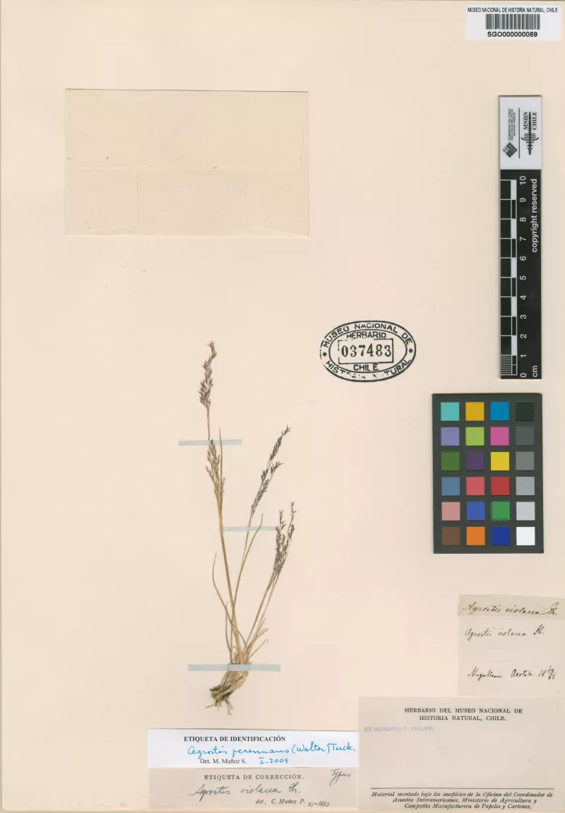 Agrostis violacea Phil. 