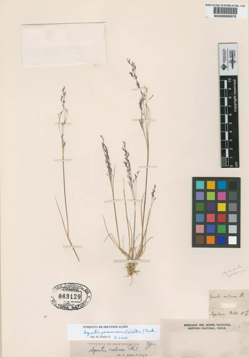 Agrostis violacea Phil.
