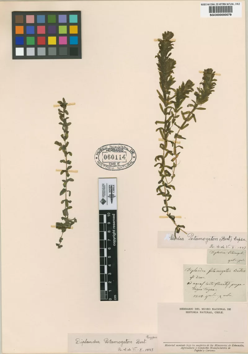 Diplandra potamogeton Bertero