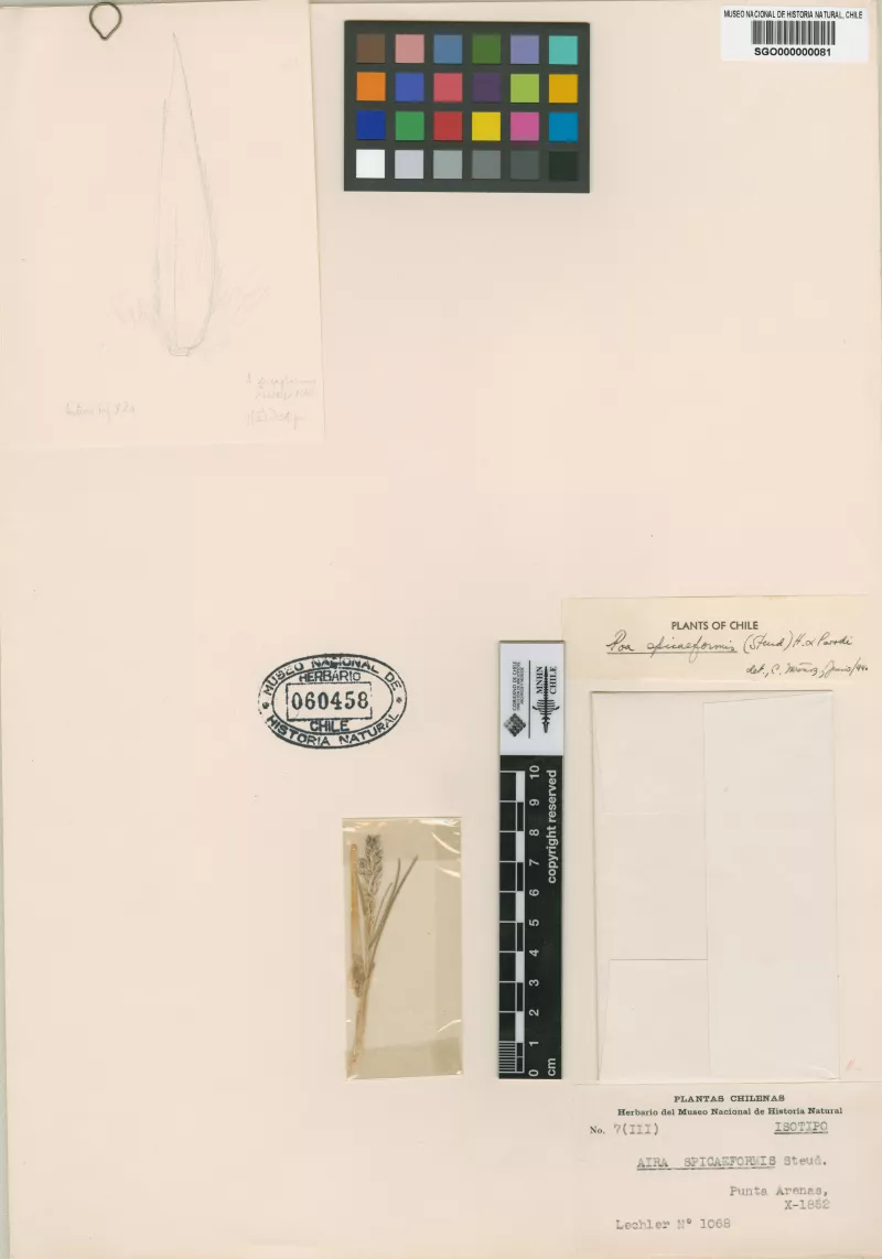 Aira spicaeformis Steud.