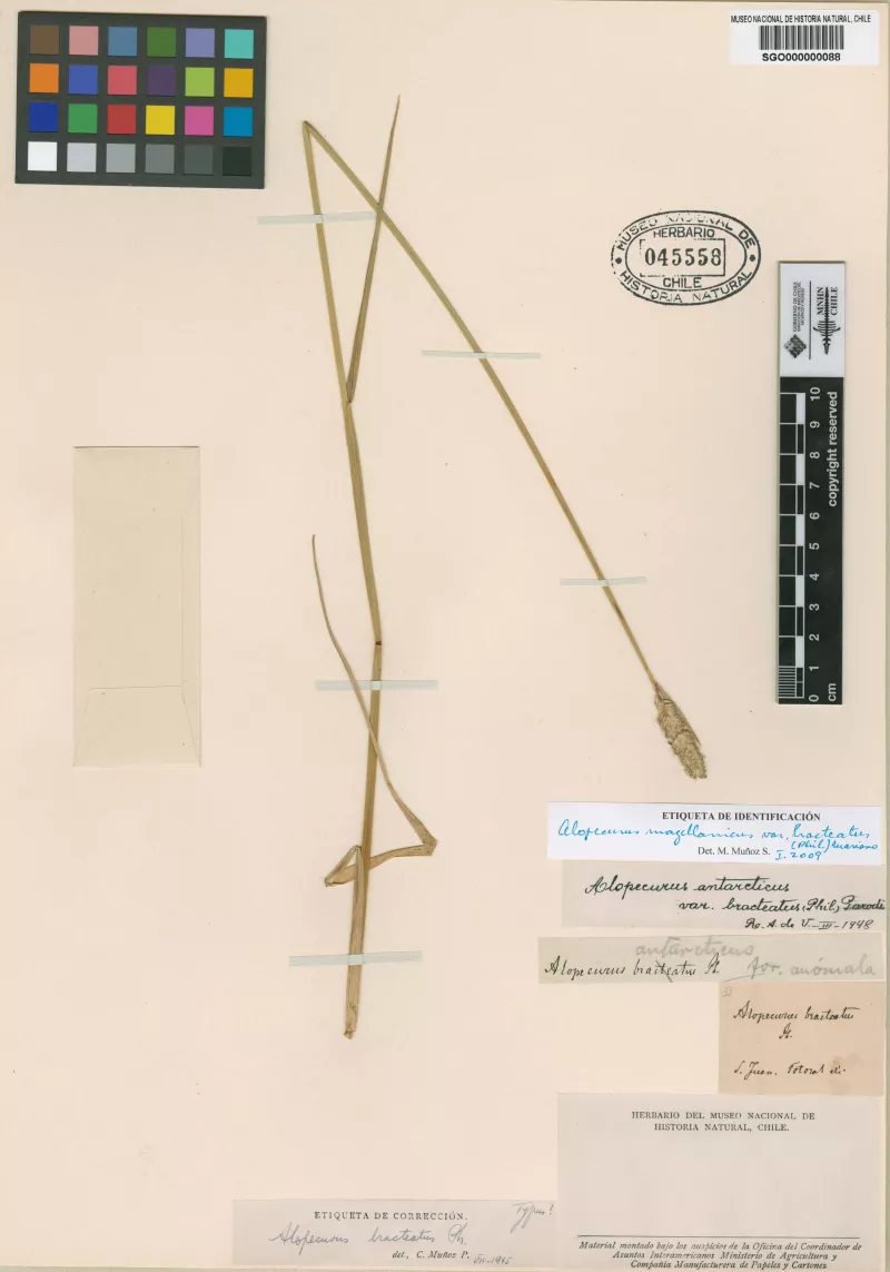 Alopecurus bracteatus  Phil.