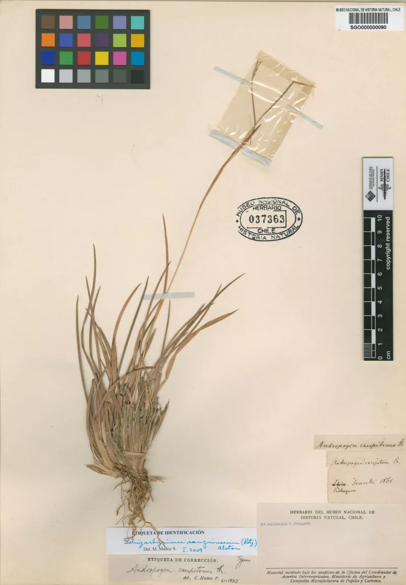 Andropogon caespitosus Phil.