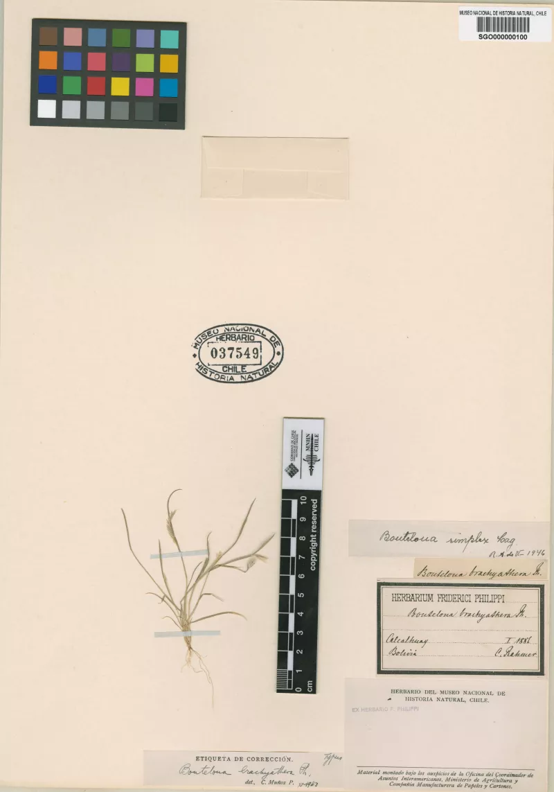 Bouteloua brachyathera Phil.
