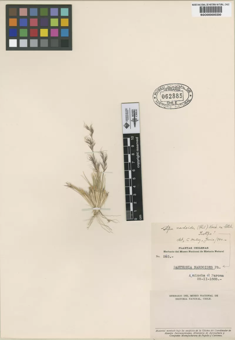 Danthonia nardoides Phil.   