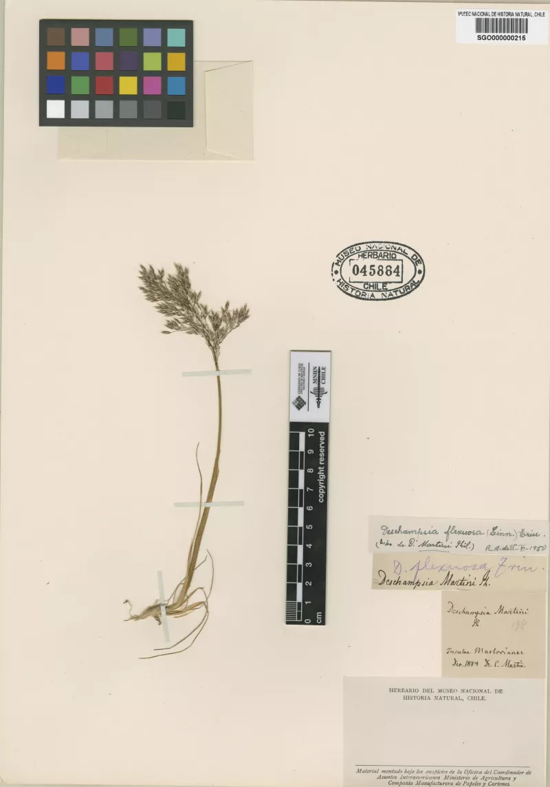 Deschampsia martini Phil.   