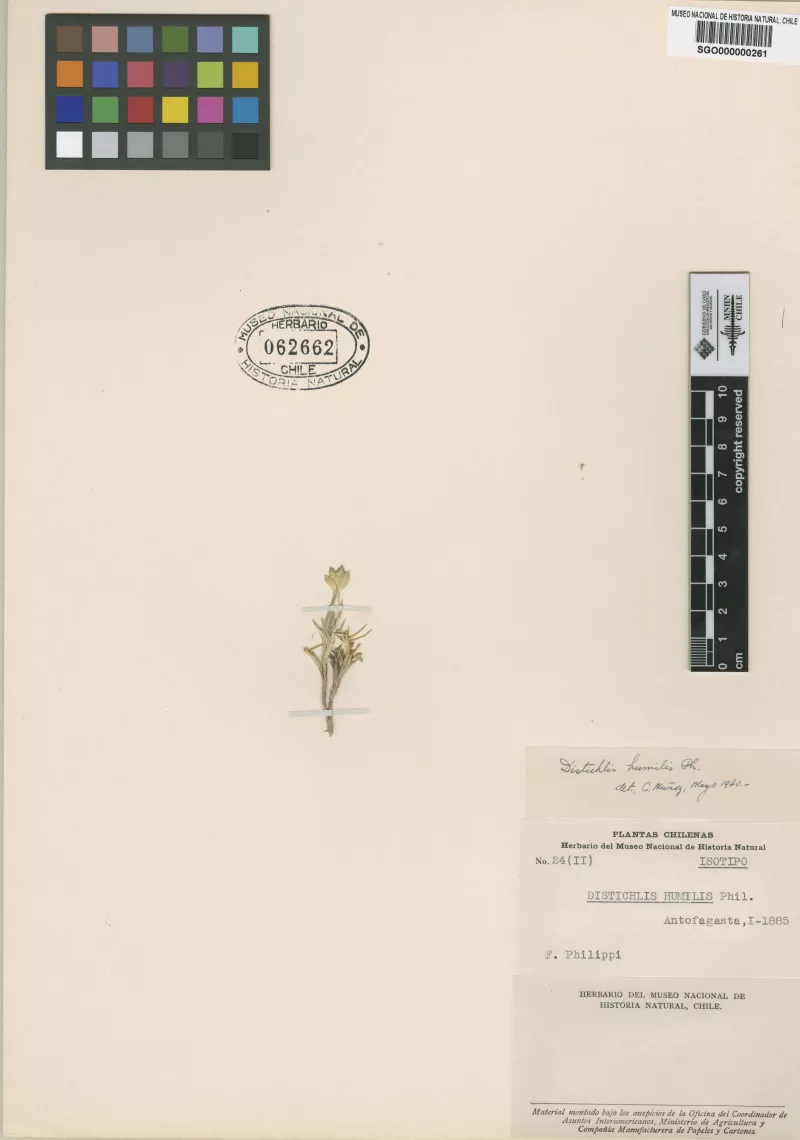 Distichlis humilis Phil.