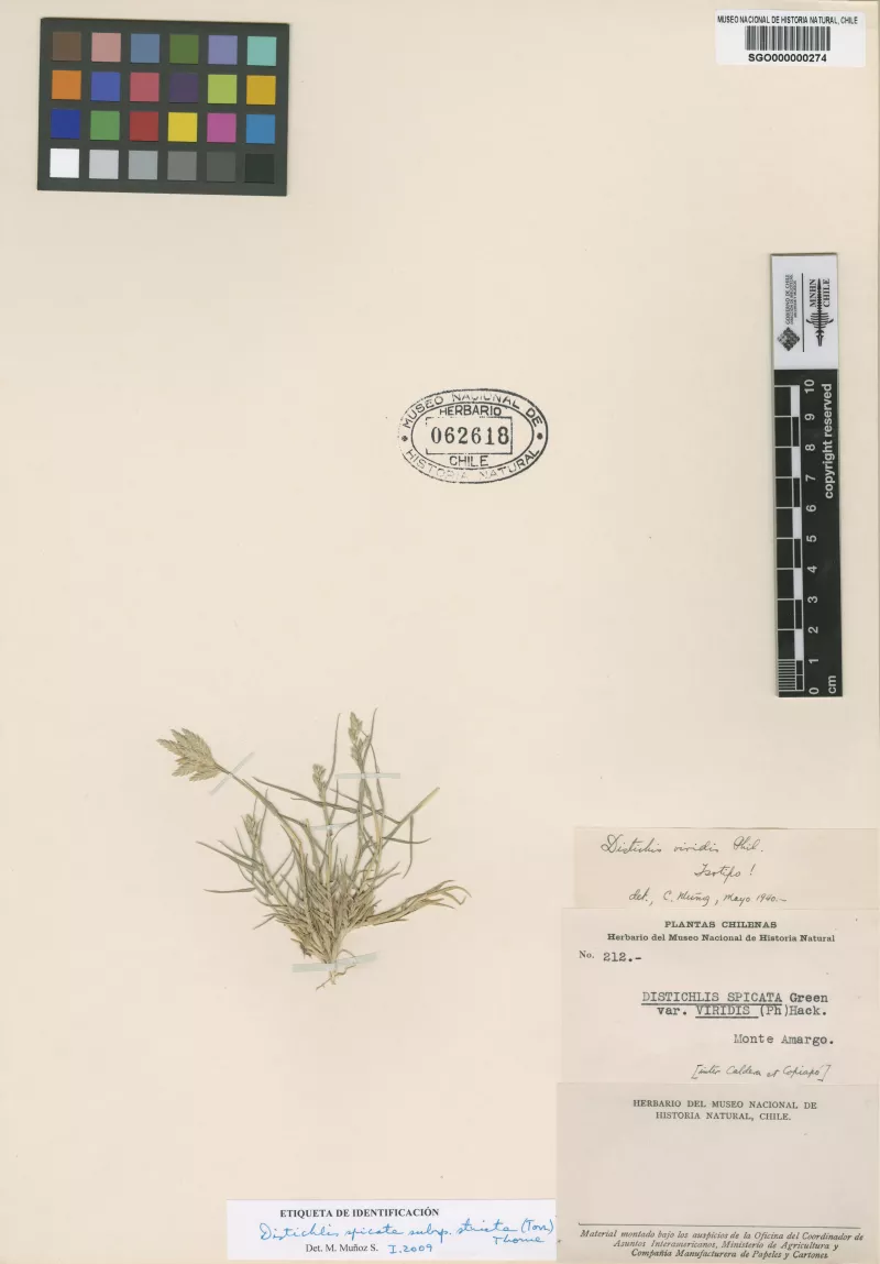 Distichlis viridis Phil.