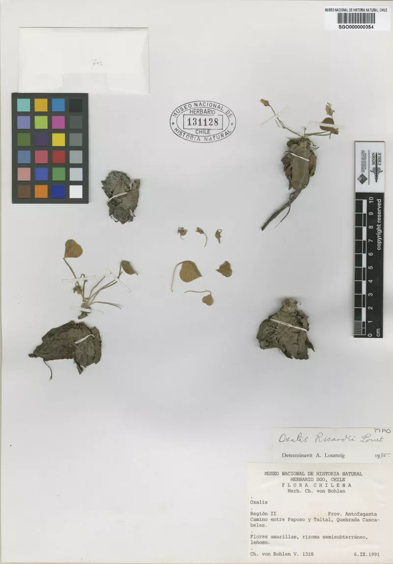 Oxalis ricardii Lourteig. 