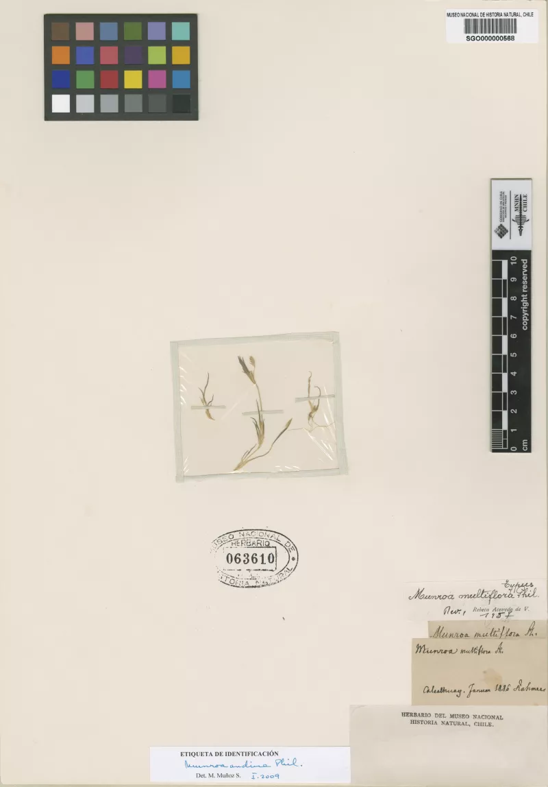 Munroa multiflora Phil.   