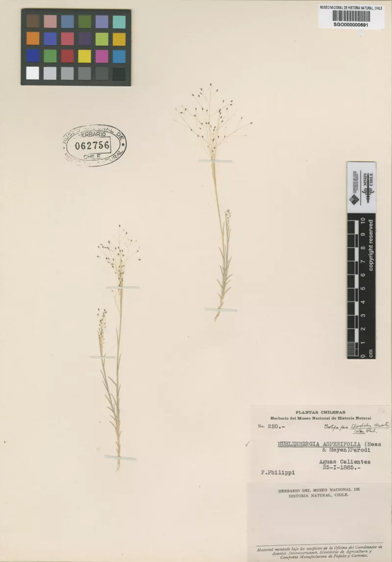 Sporobolus deserticolus Phil. 