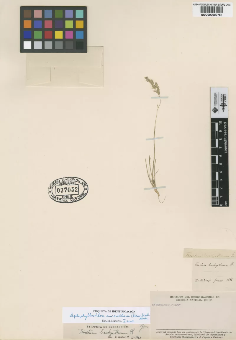 Trisetum brachyatherum Phil.  