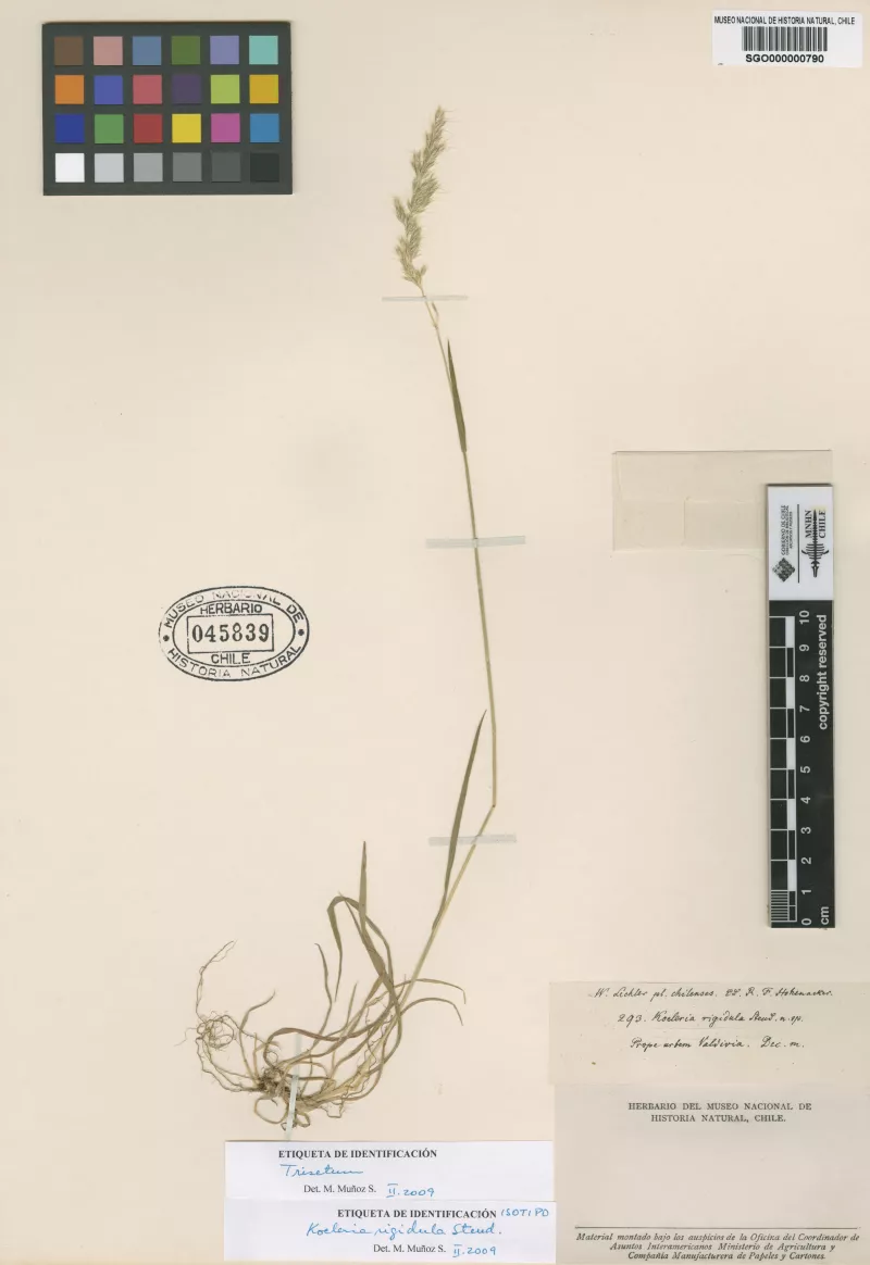 Koeleria rigidula Steud. 