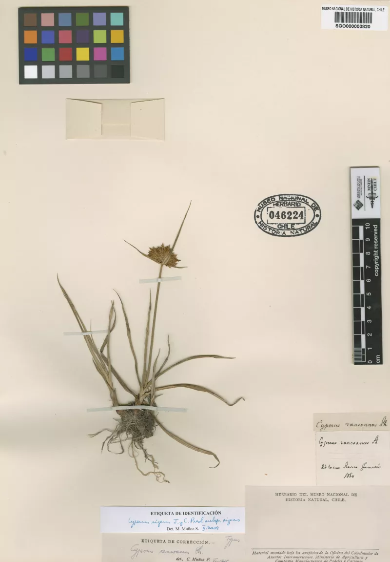 Cyperus rancoanus Phil. 