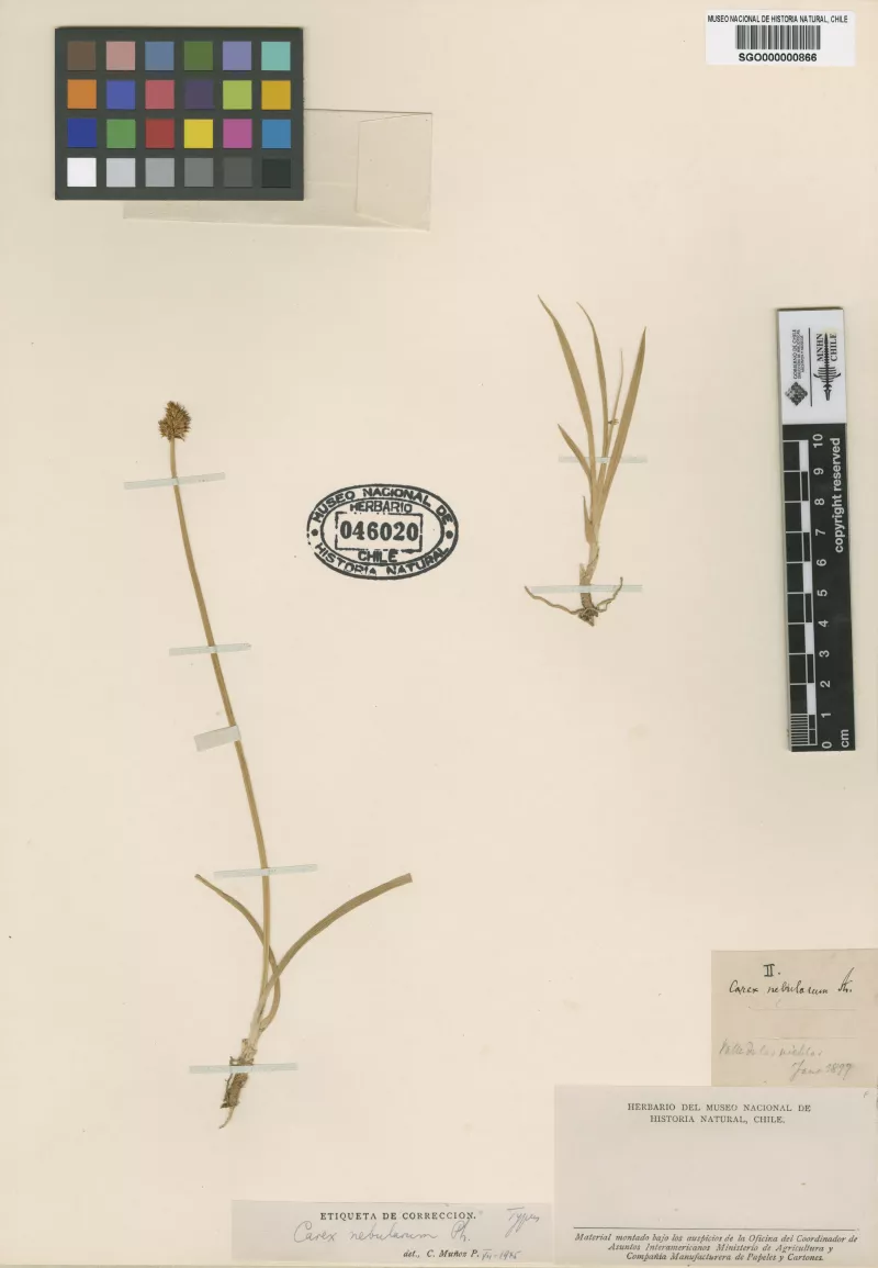 Carex nebularum Phil.