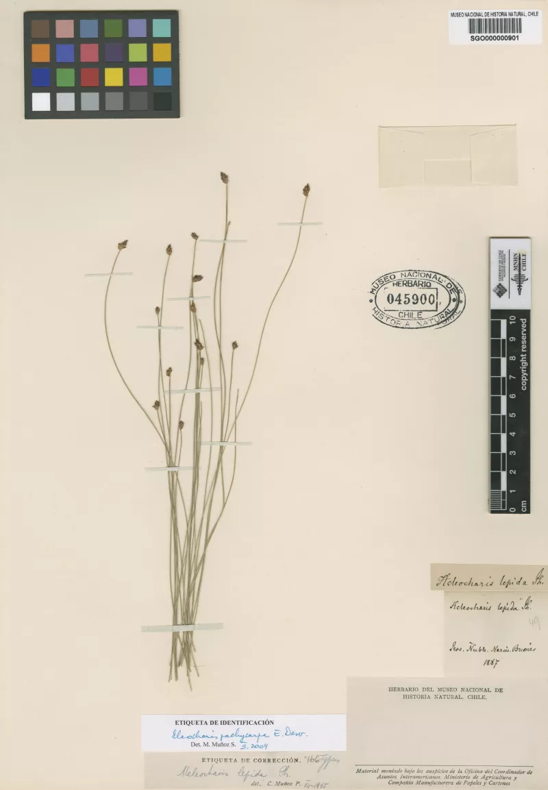 Heleocharis lepida Phil.   