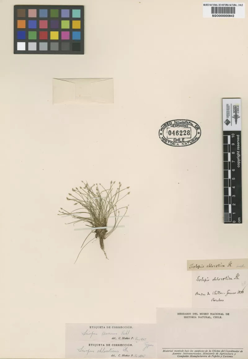 Scirpus chloroticus Phil.   