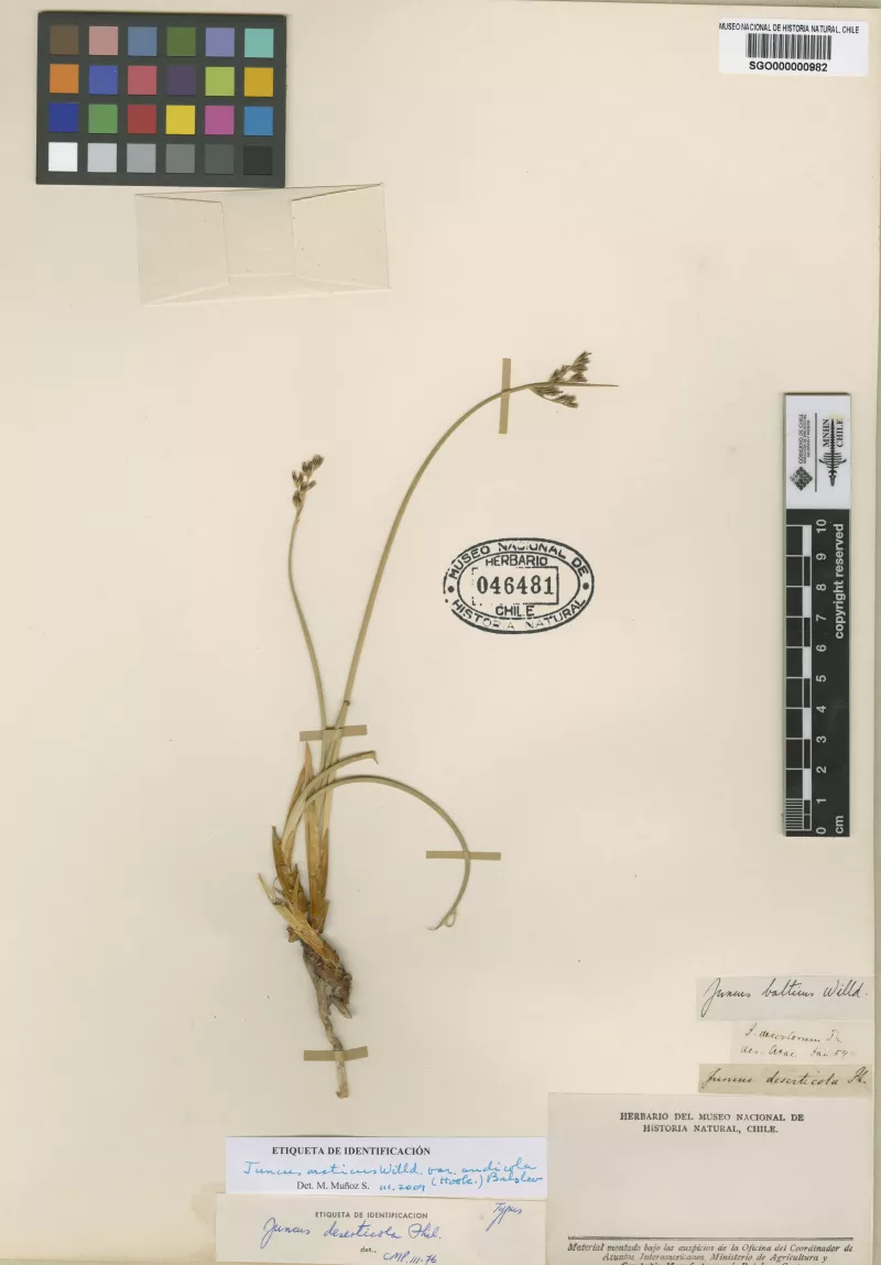 Juncus deserticola Phil.   
