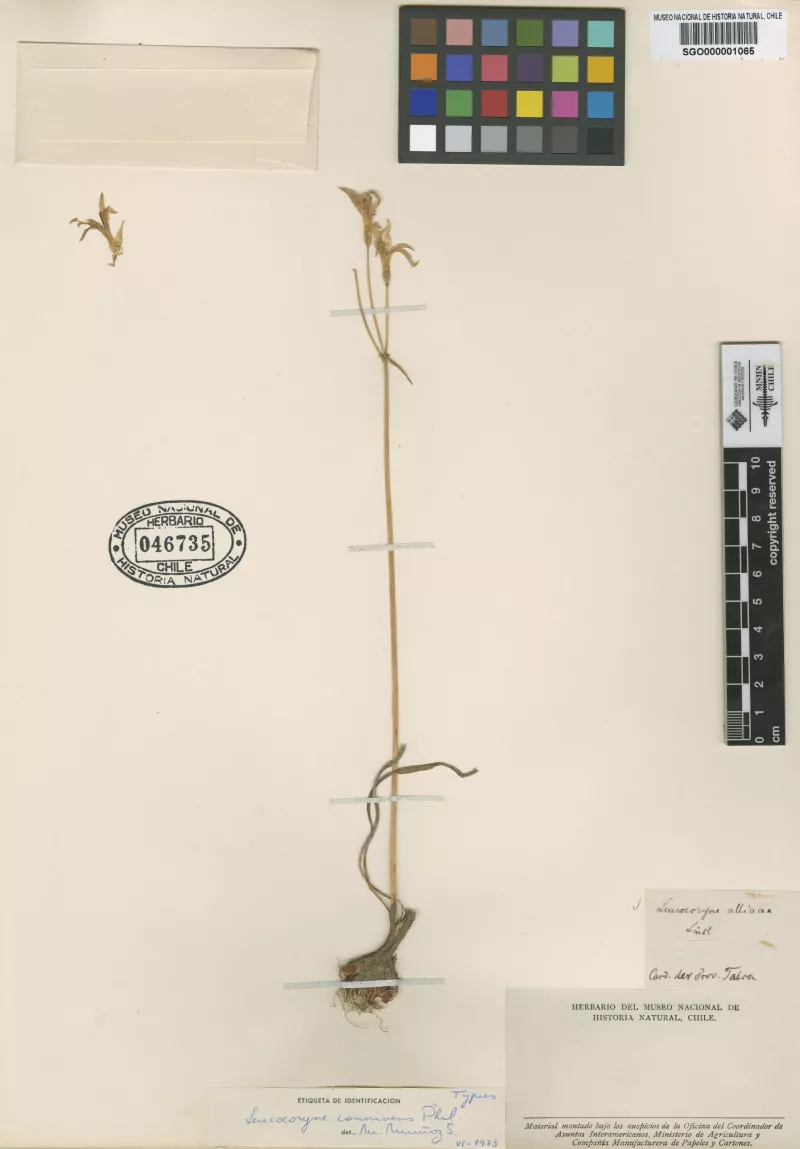 Leucocoryne connivens Phil.