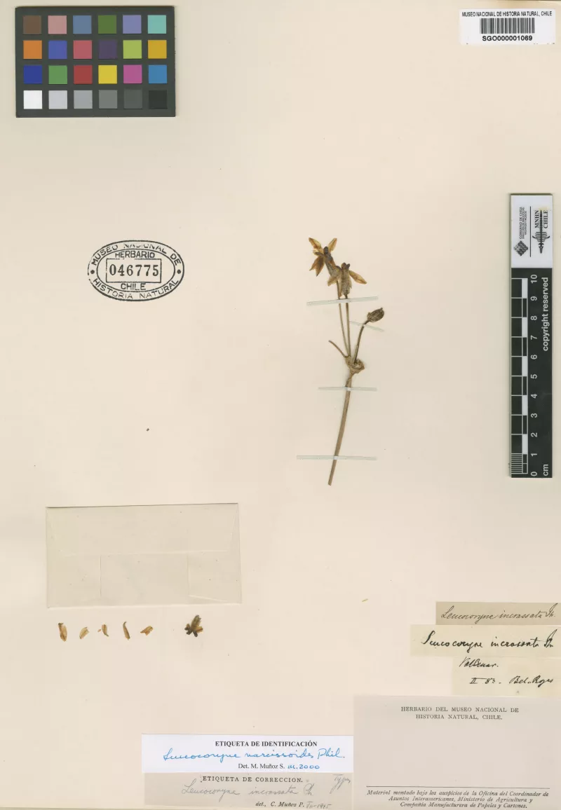 Leucocoryne incrassata Phil.