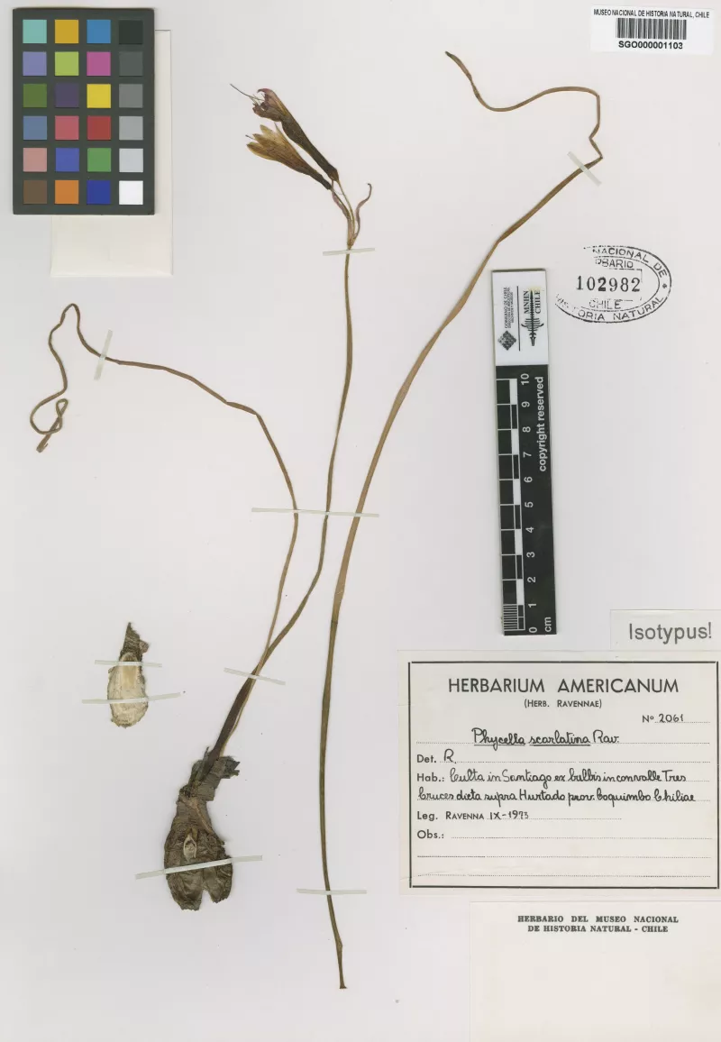 Phycella scarlatina Ravenna  