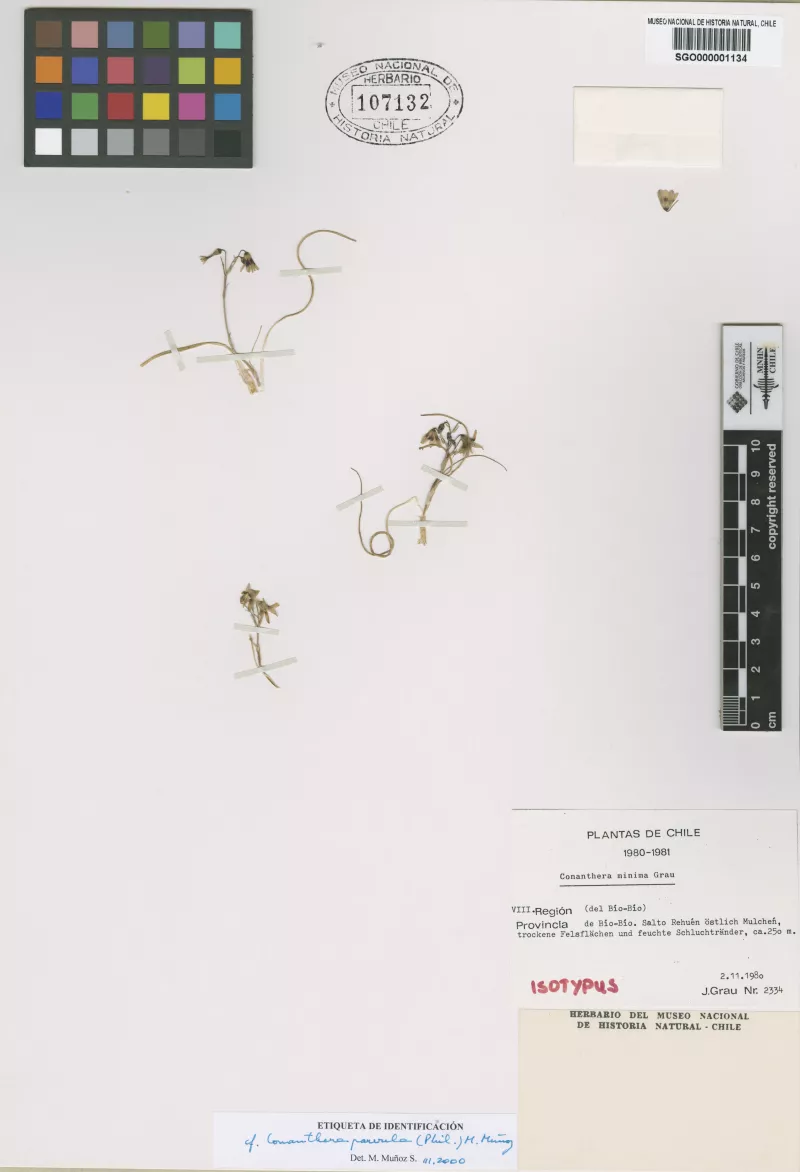 Conanthera minima Grau  