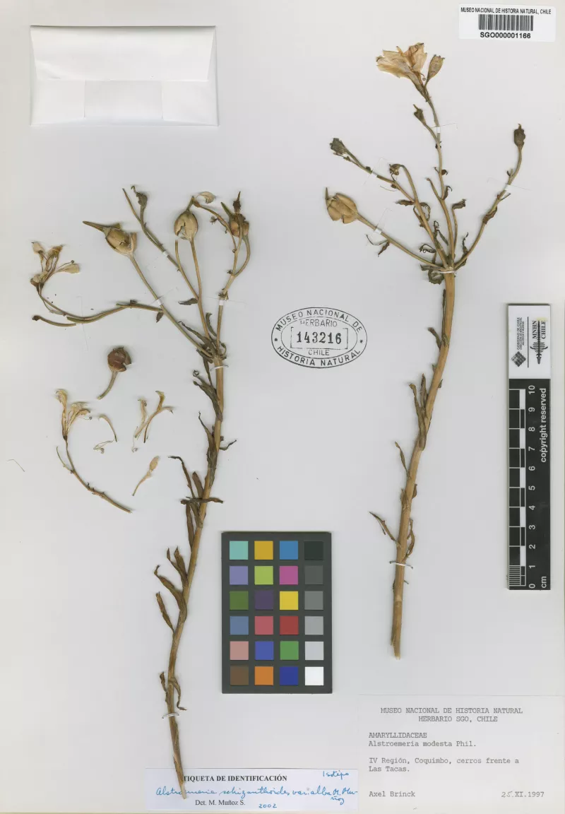 Alstroemeria schizanthoides Grau var. alba M. Muñoz
