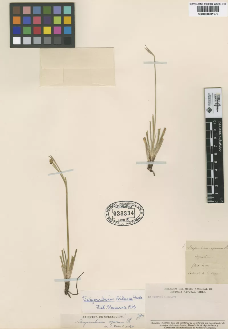 Sisyrinchium azureum Phil.   