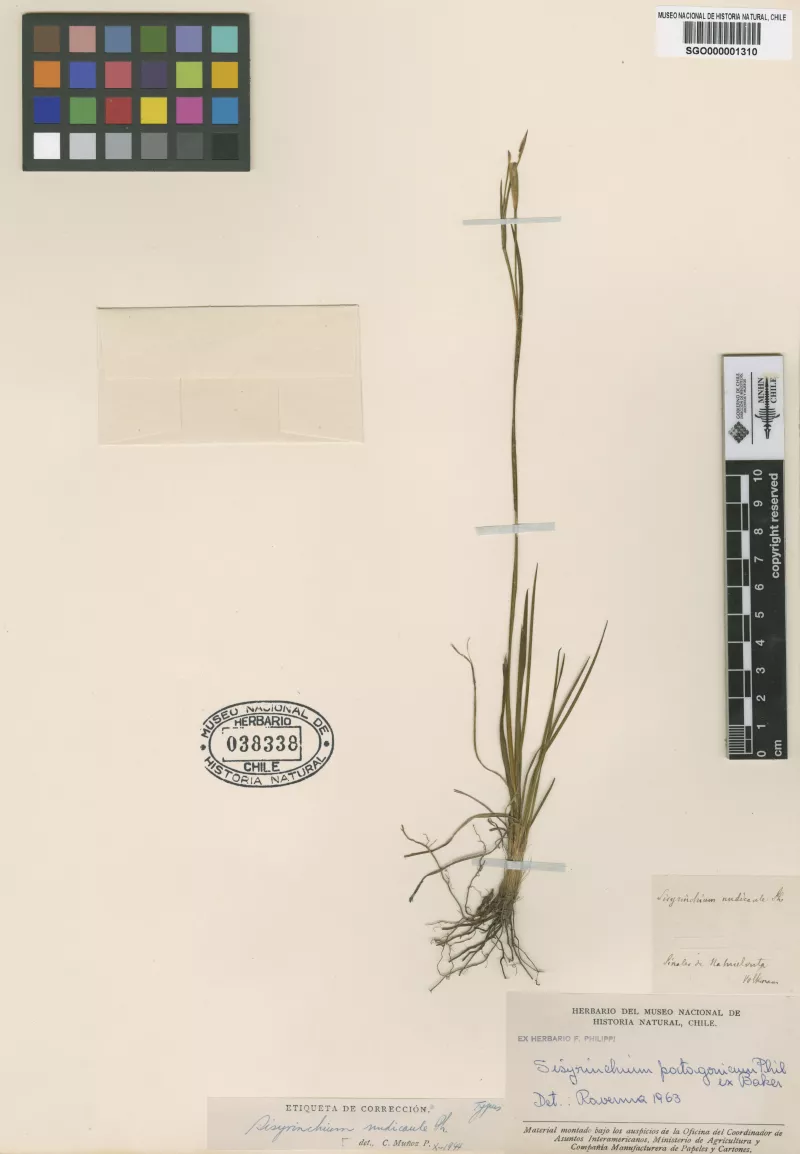 Sisyrinchium nudicaule Phil.   