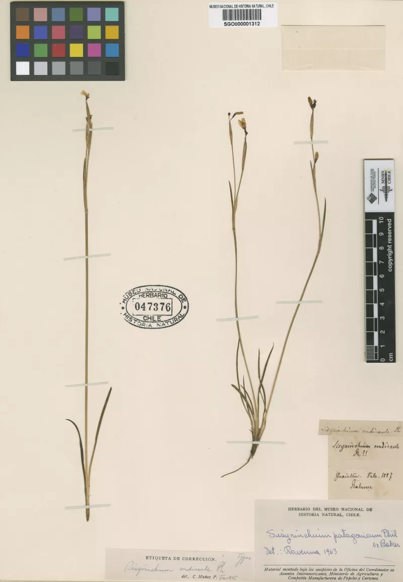 Sisyrinchium nudicaule Phil.   