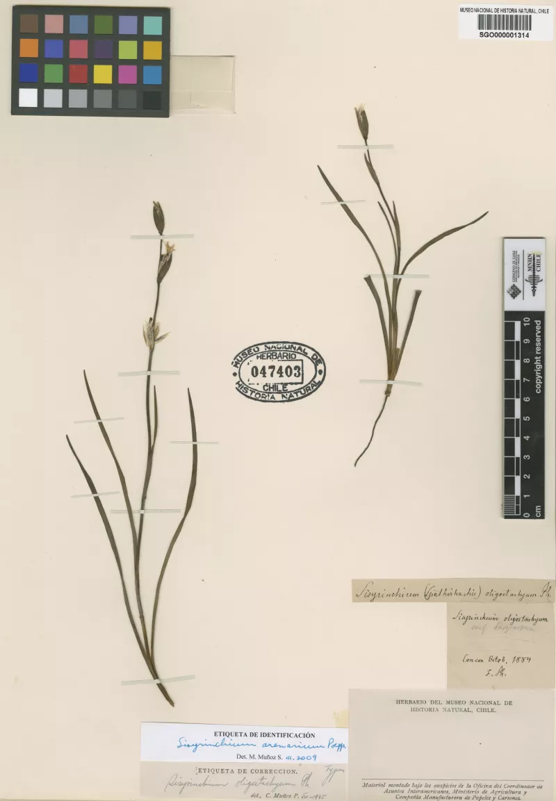Sisyrinchium oligostachyum Phil. 