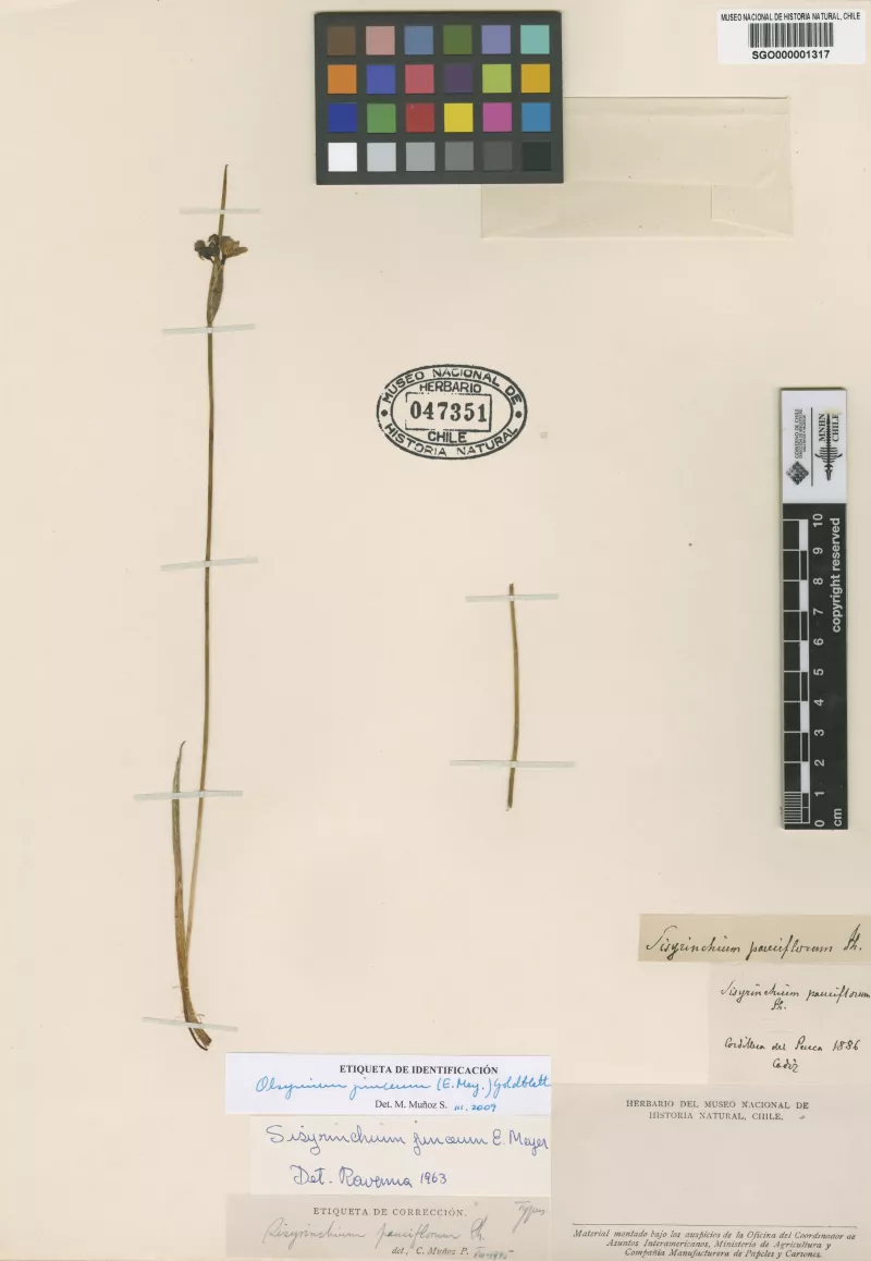 Sisyrinchium pauciflorum Phil.   
