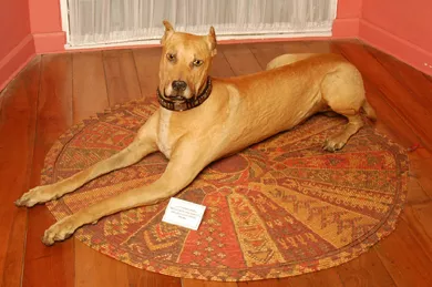 Perro Ulk