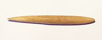 Cabezal de arpón