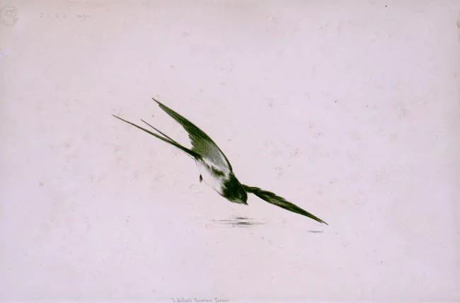 La Golondrina