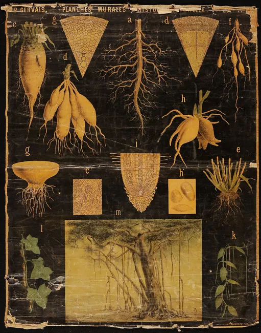 Planches Murales d'histoire Naturelle