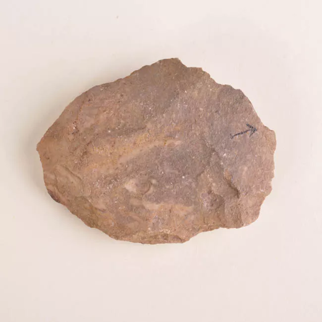 Raedera