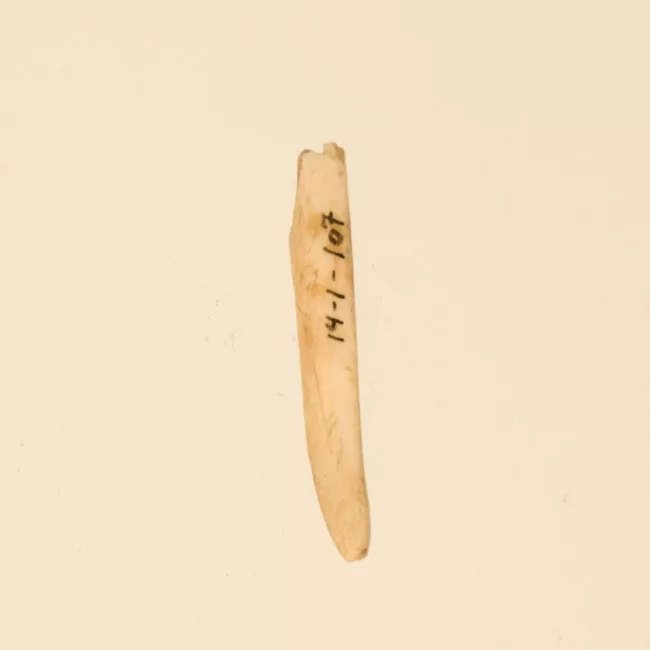 Aguja (arqueológico y etnográfico)