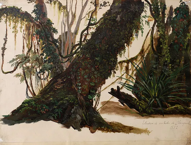 Estudio de árboles de Llanquihue